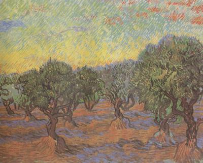 Vincent Van Gogh Olive Grove:Orange Sky (nn04) china oil painting image